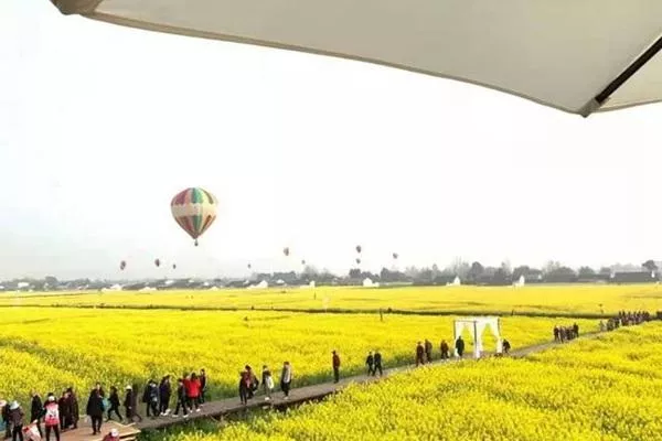 旌陽(yáng)區(qū)油菜花在哪?盛花期是什么時(shí)候?