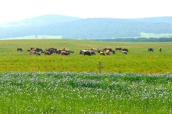 御道口<a href='http://m.dmpxhzm.com/' target=_blank>旅游攻略</a> 去御道口草原怎么走